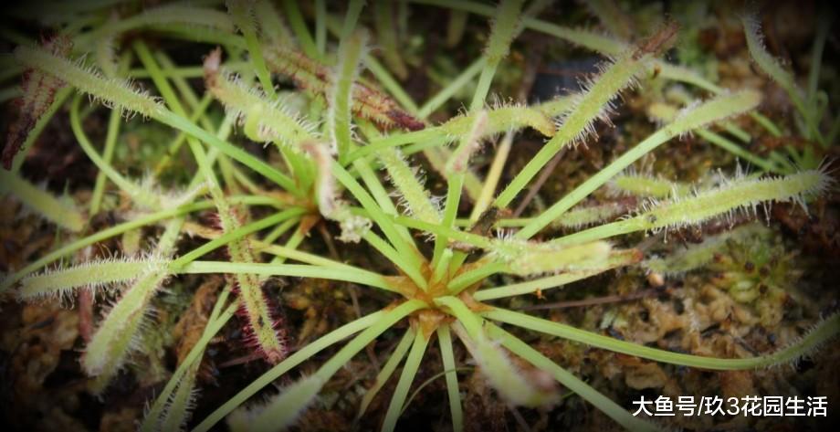 植物中狼狈为奸又各自心怀鬼胎的三人组: 捕虫草、刺椿、花叶蛛
