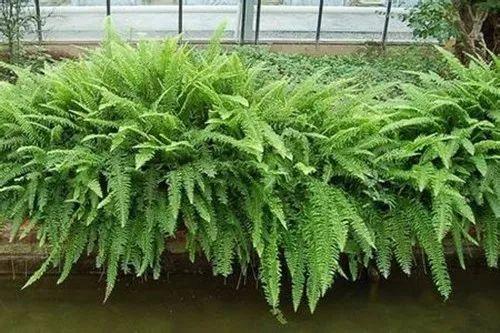 这种古朴、典雅的植物, 养殖之后, 疲惫一天的心情都消失了!