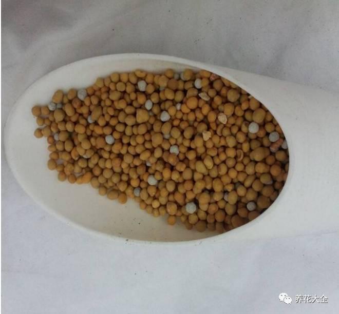 这个东西家家有, 随便往盆里扔一点, 多肉再也不烂根!