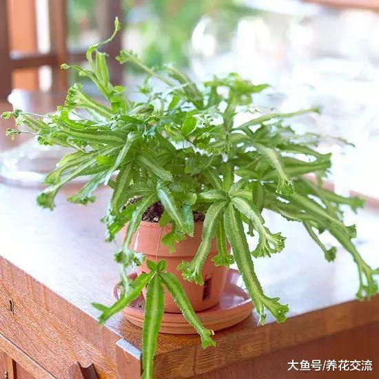 适合养在遮阴处的几种观赏蕨, 没有光照也能保持常年翠绿