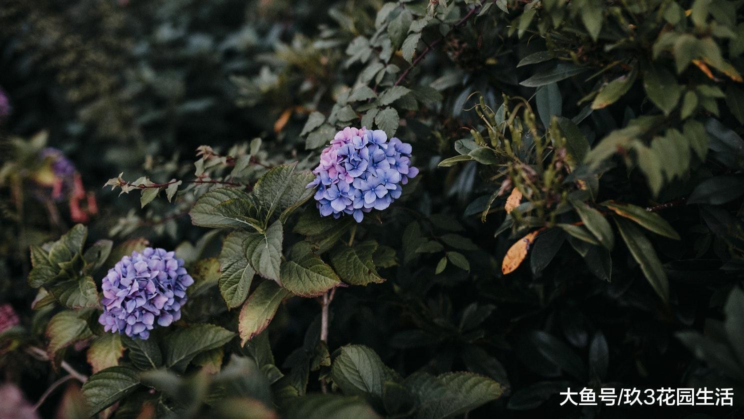 家居养花中最常见的虫害——红蜘蛛