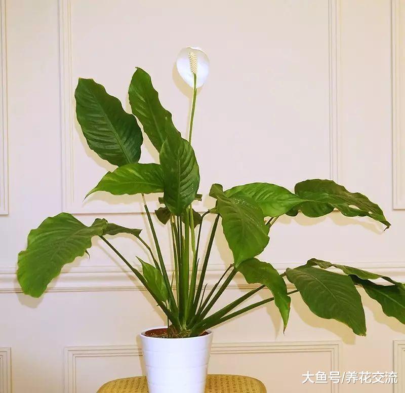 家里过年的时候养这几种花卉, 小阳台都能变成空中花园