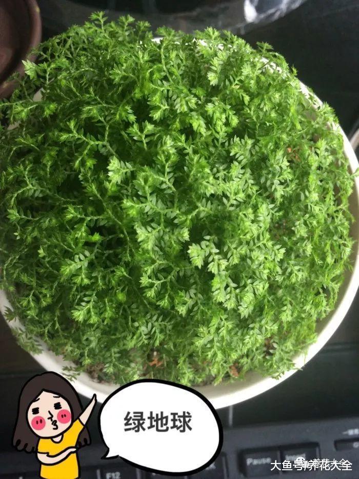 婆婆买了1盆花, 公公非说是香菜要给吃了, 拦都拦不住!