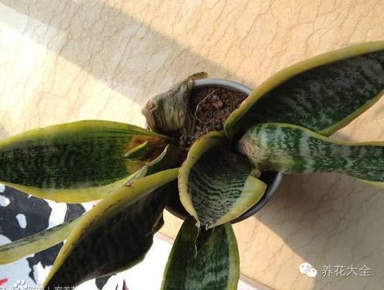 冬天养花别手贱, 一个小动作, 100盆花都能养死!