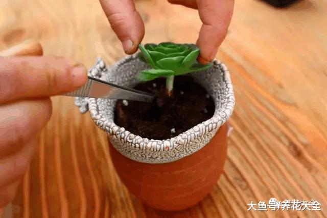 要想多肉长得好, 盆里加点料, 长的越来越萌!