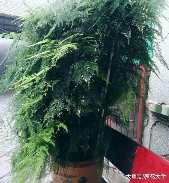 给花喷点它, 叶子绿得滴油, 花叽里咕噜开爆盆!