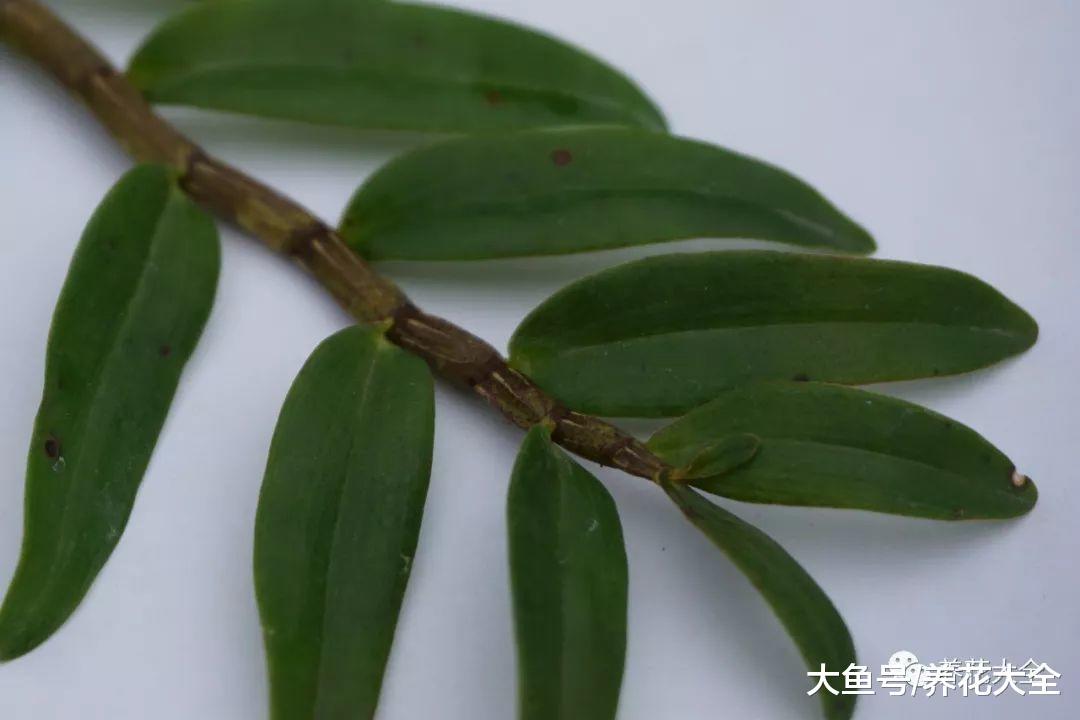 这花很难种活, 不但长得好看, 还能入药!