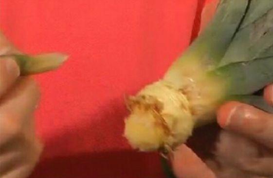 吃完的菠萝头不要扔了, 插在水里就能生根, 盆栽还能结果