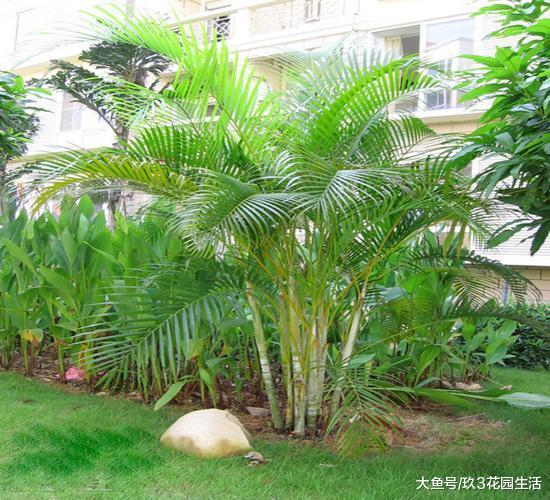 办公区里的那些个明星绿植——散尾葵