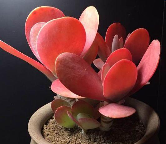 这7种红色多肉, 让你红红火火过新年