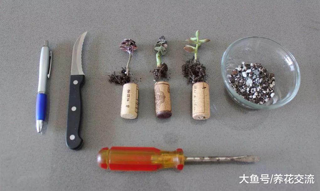 废弃的红酒瓶软木塞直接扔了? 花友把它捡回来, DIY精致的盆栽