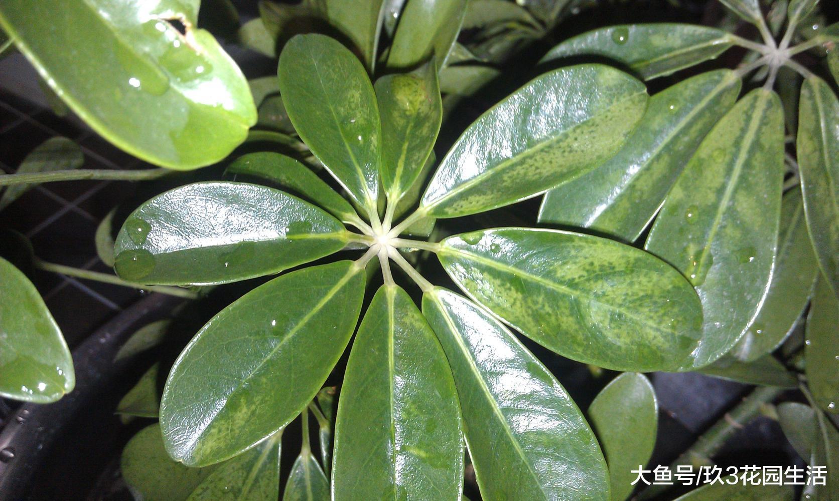 办公区里的那些个明星绿植——鹅掌柴