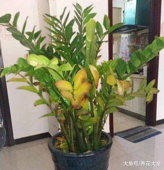 花快死了也别扔, 教你一招, 2个月后又爆盆!