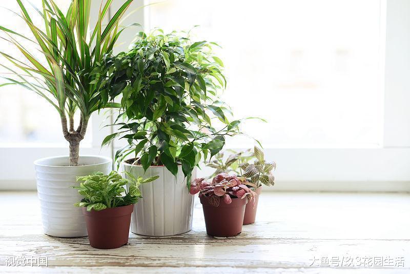 生长衰弱的绿植花卉应该如何特殊照护