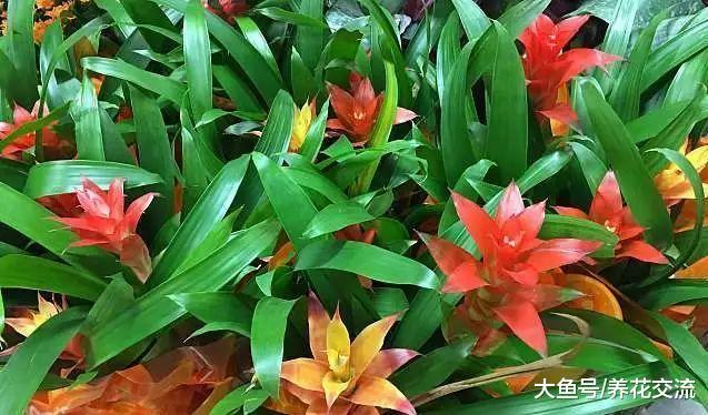 家里的观赏凤梨花朵枯萎就丢掉? 教你一种方法可以不断繁殖