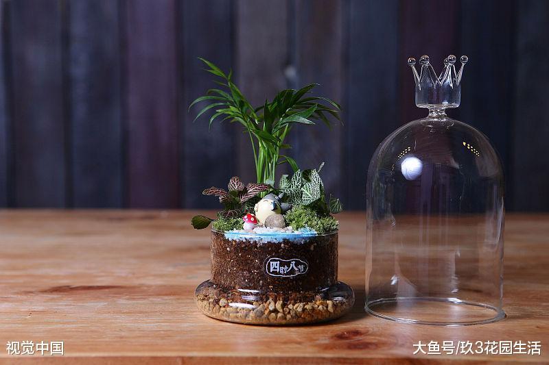 苔藓微景观的选择和布置