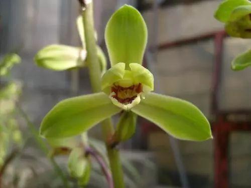 别人家兰花绿油油, 开的花都比自家美, 原来她们是这么做的!