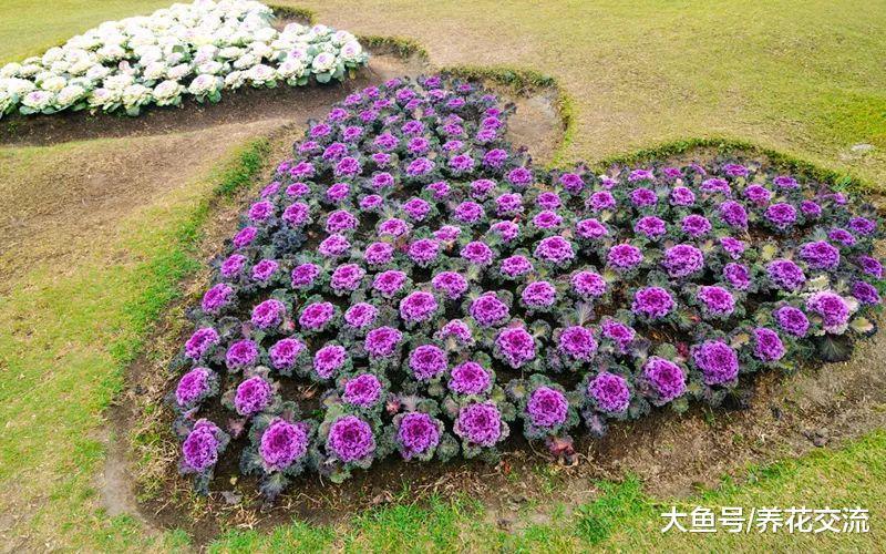12个冲击眼球的养花布置, 花朵像彩虹, 新花友只能望而兴叹
