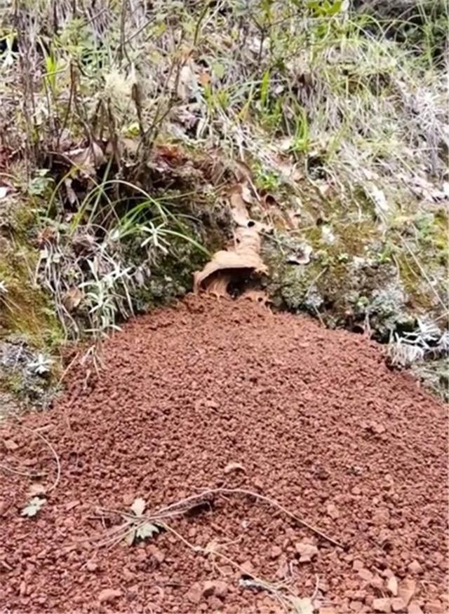 小伙在地底发现一个白色不明物体, 将其刨出