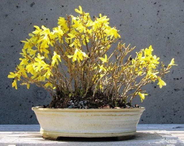 这些花养在花盆里, 养10多年后越来越好看, 变价值不菲的盆景