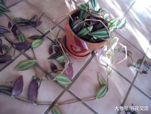 吊竹梅剪下来一段茎直接插入土壤中就能繁殖, 几周时间长满一盆