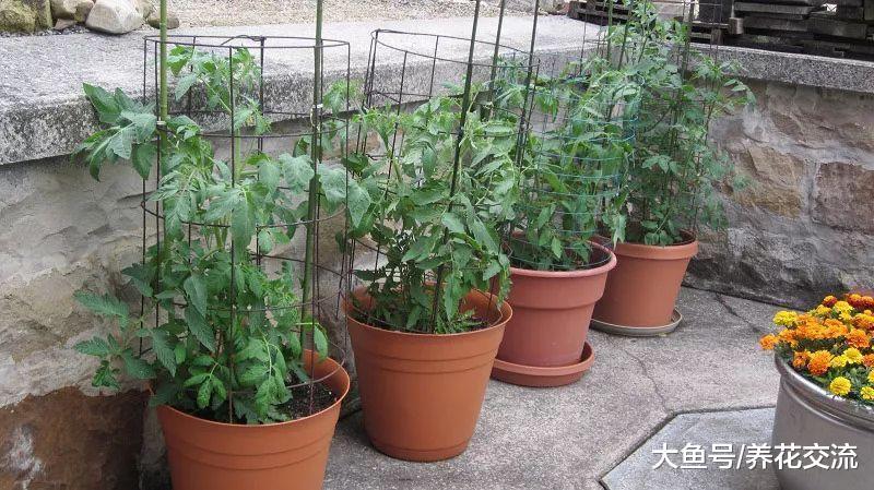 土壤里加入这种东西, 盆栽的番茄都能结几十个