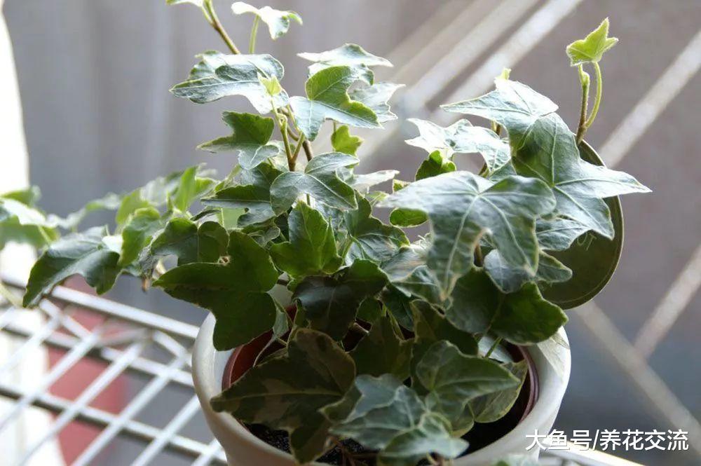 这5种植物特别适合种在卧室里, 帮助你提高睡眠的质量