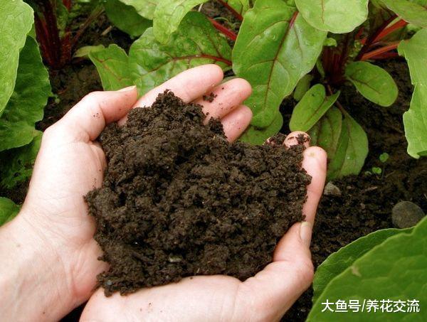 养死上百盆花之后, 朋友濒临死亡的盆栽也能轻松救活