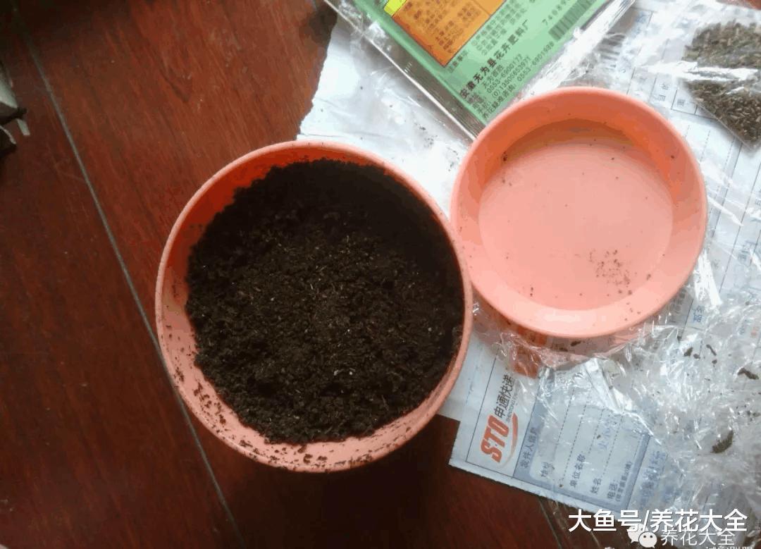 百香果自家阳台就能种, 一分钱不用花, 比买的还好吃!