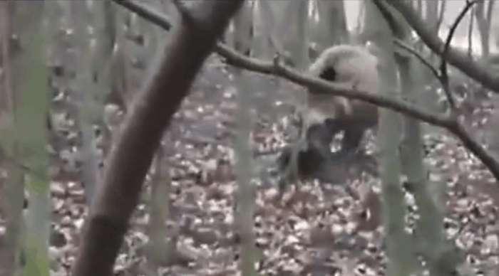 森林中一条狗追着三只野猪, 这条狗太厉害了