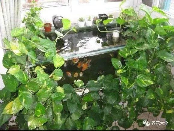 绿萝老是黄叶, 换个位置养, 马上疯长3米, 叶子绿油油!