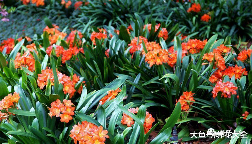 这花农村一大片, 城里人当成稀罕物