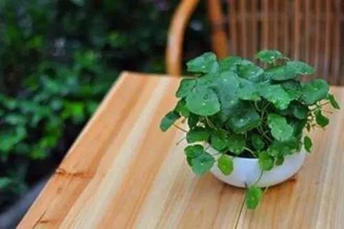 这些容器和水培植物更加搭配呢, 没用起来真的是太亏了!