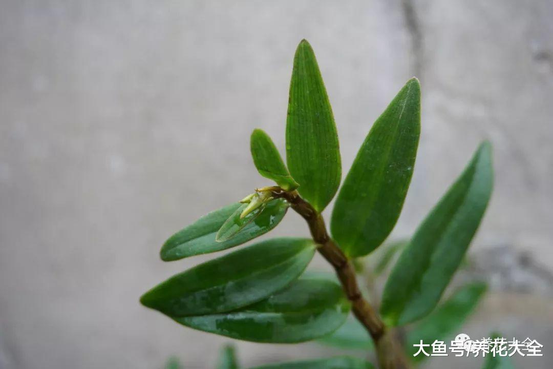 这花很难种活, 不但长得好看, 还能入药!