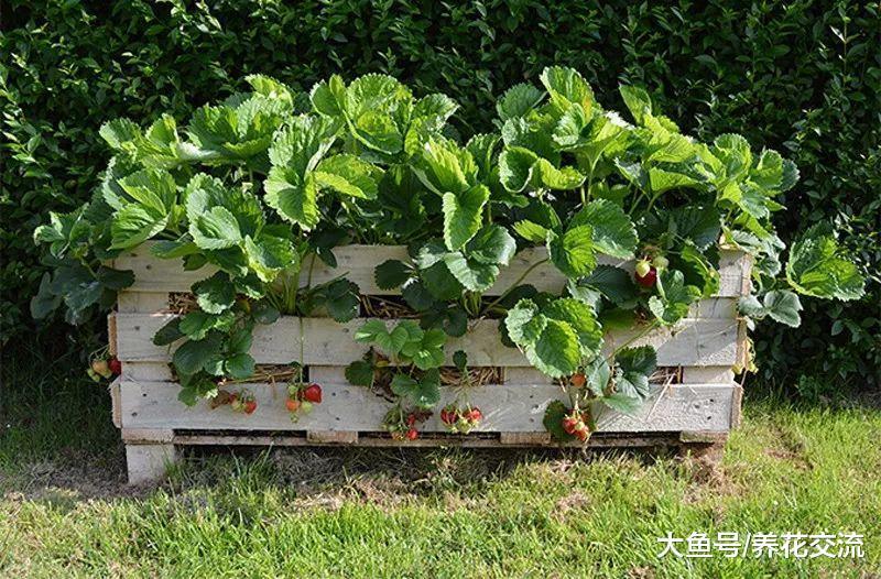 废弃的木制托盘变成一个草莓园, 没有病虫侵扰, 硕果累累
