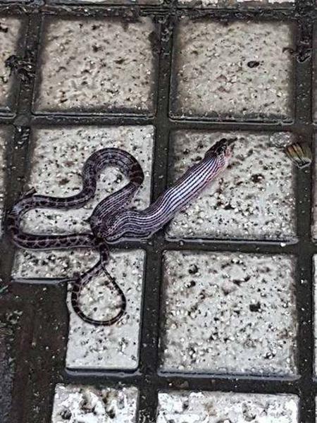 女子院中发现半米长黑粉色肉虫