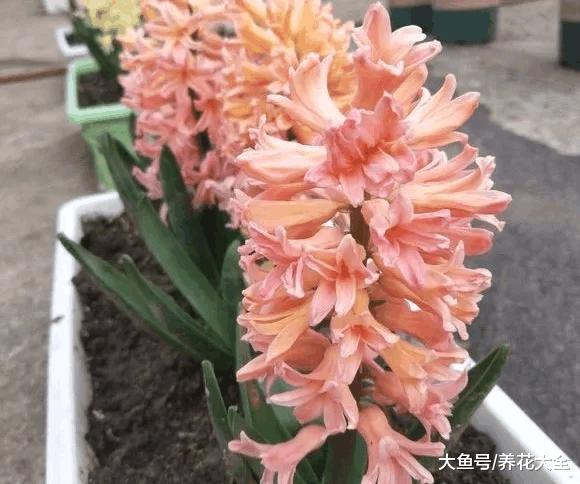 6种花扔盆里就能活, 要是还养死, 就放弃吧