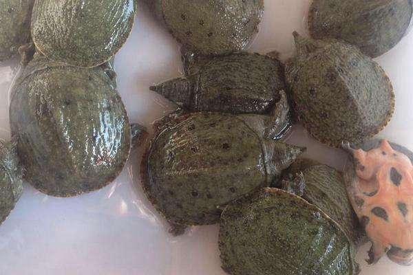 老农民最想抓的三种野味, 个个价值不菲, 你吃过么?