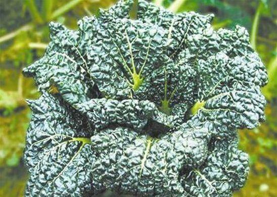 农村这个蔬菜经霜雪后, 味道更加清甜爽口, 比吃肉还要香