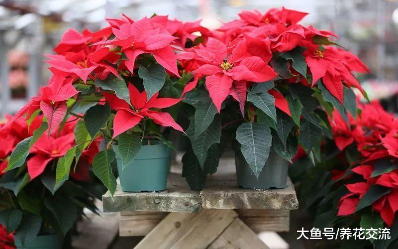 春节要在家里摆这8种花就很喜庆了, 花红叶绿, 看着就有新年气氛