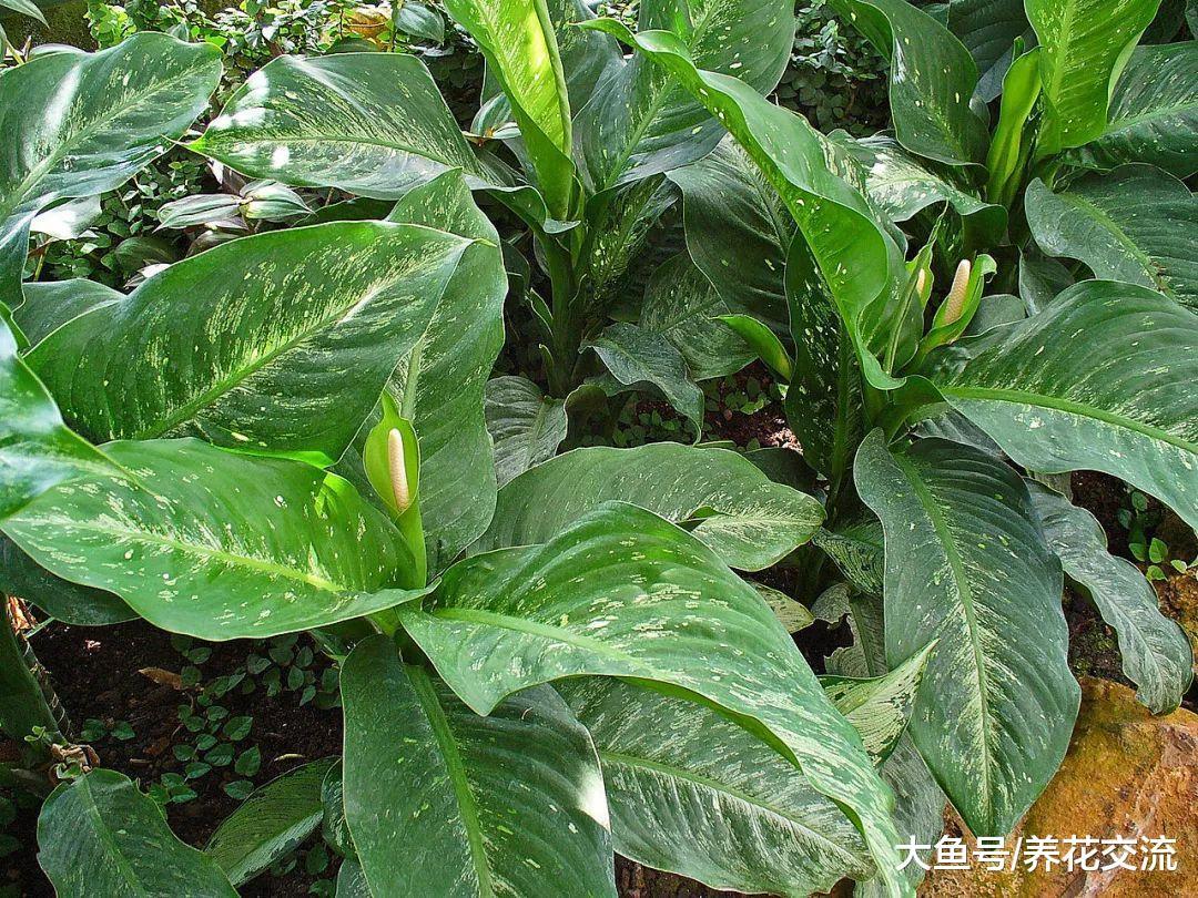 在家门口就可以看到的六种有毒植物, 小孩子要远离, 避免误食误触