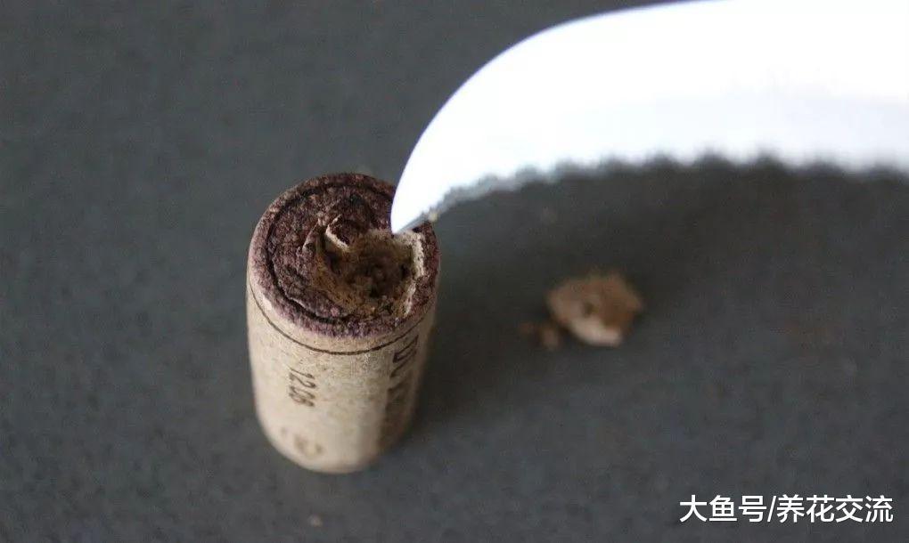 废弃的红酒瓶软木塞直接扔了? 花友把它捡回来, DIY精致的盆栽