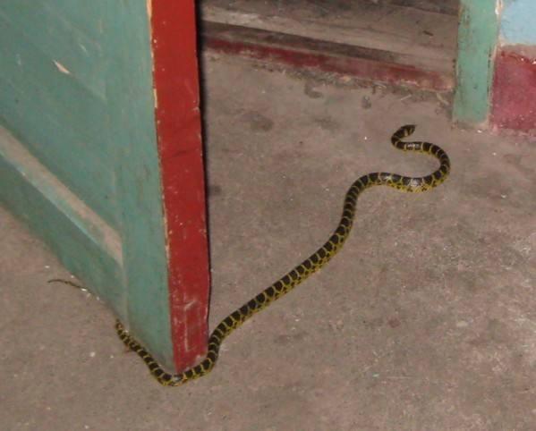 蛇入女生宿舍, 接下来会发生什么事情