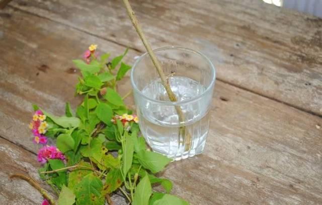 学会这种植物扦插的方法, 路边剪一段枝条插在土壤中就能变盆栽