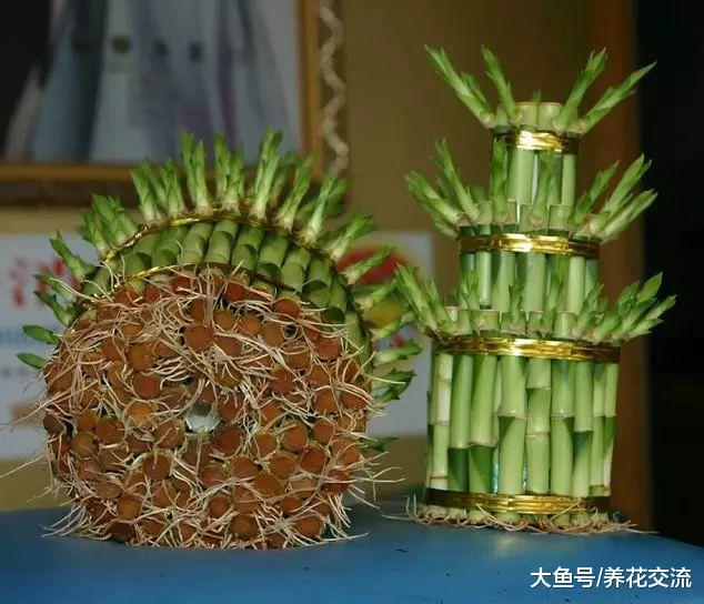 为什么冬天在花店买的富贵竹养10棵死9棵?