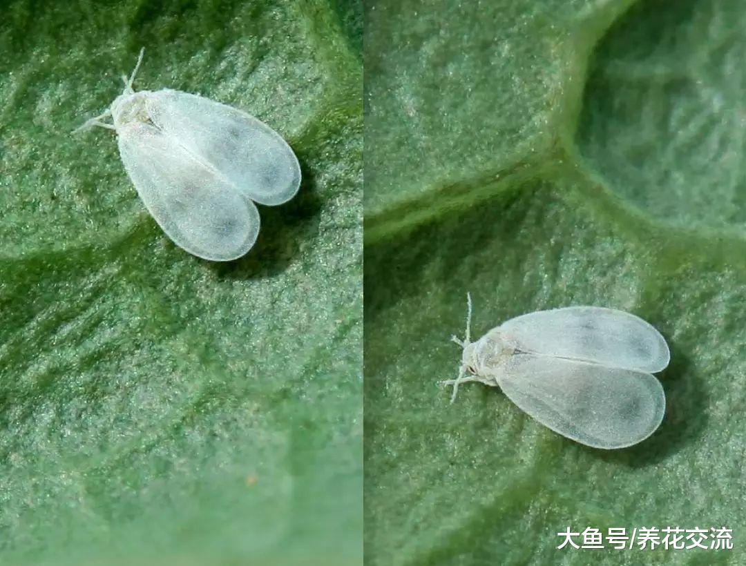 花叶上白色的粉末, 仔细看才发现是害虫