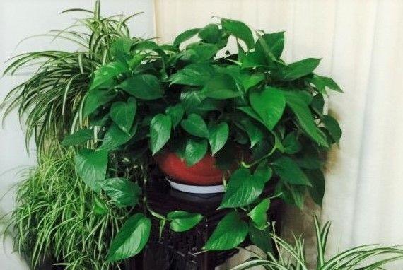 绿萝君子兰浇点它, 花像吃了还魂丹