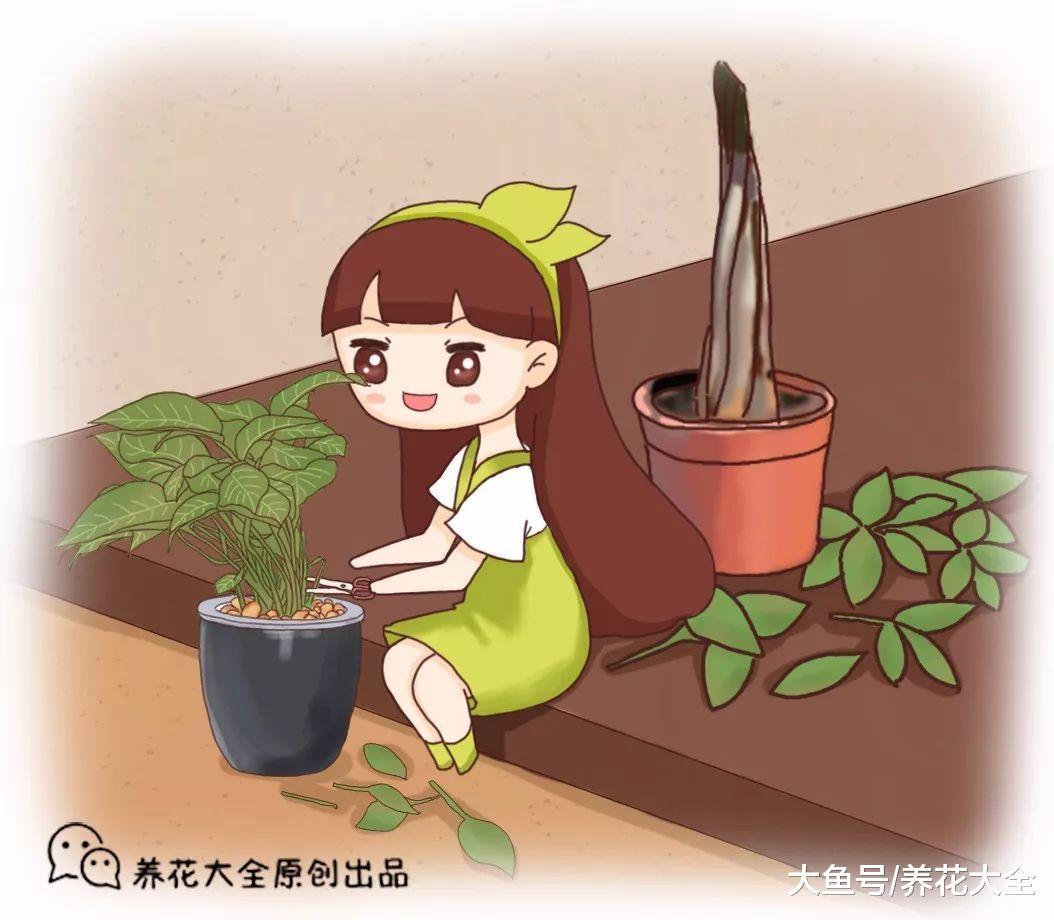 绿萝蟹爪兰, 从快死到疯长, 一刀剪秃就搞定!