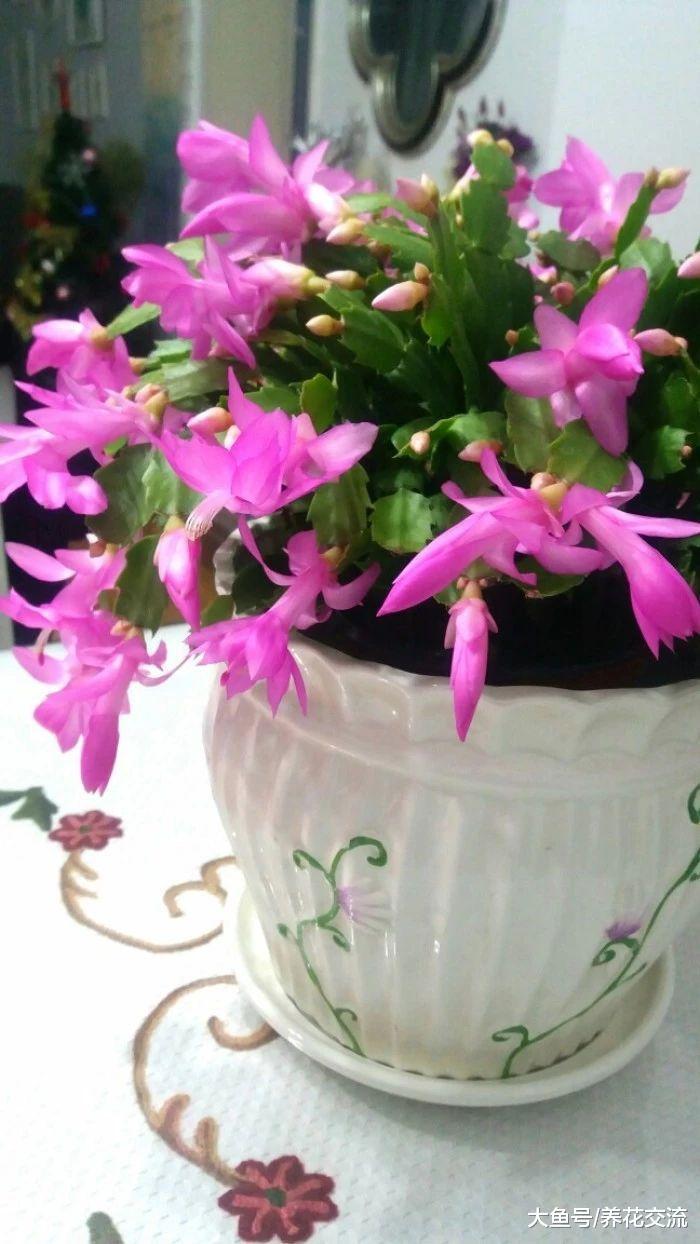 冬春时节能够保持一直开花的植物, 养室内和庭院, 没想到这么多