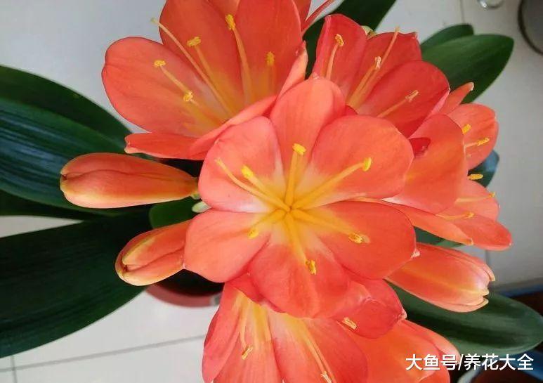 这4种花, 只有老烟鬼、老酒鬼, 才能养爆盆
